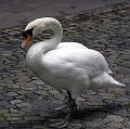 Le cygne